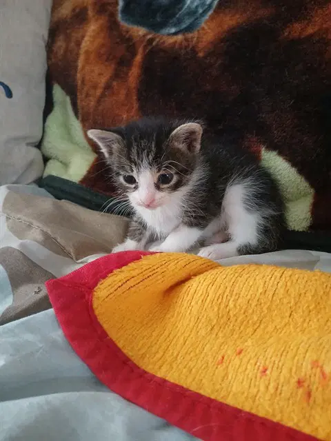 Mac - Domestic Short Hair