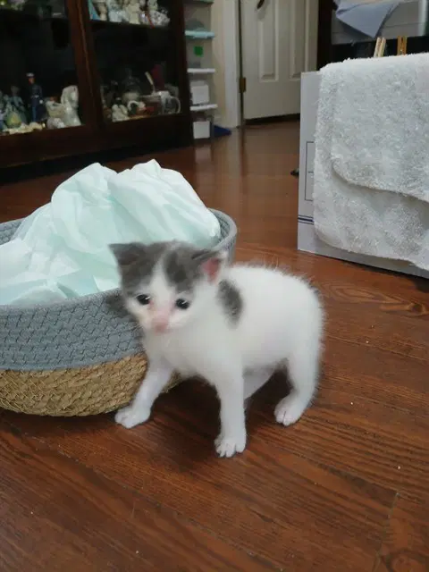 Angel - Domestic Short Hair