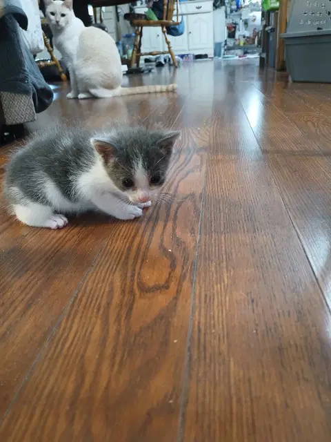 Toby - Domestic Short Hair