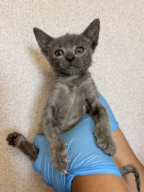 Biscuit - Domestic Short Hair