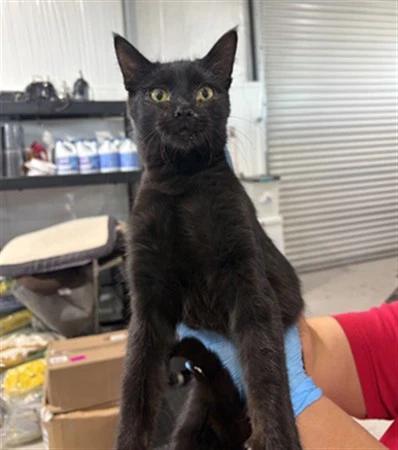 Binx