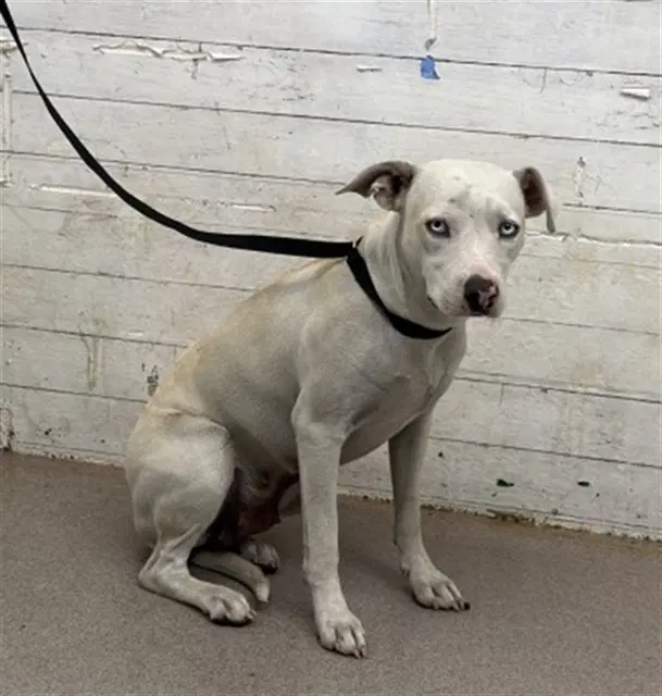 Fern - Pit Bull Terrier