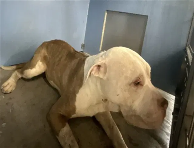 Wendell - Pit Bull Terrier