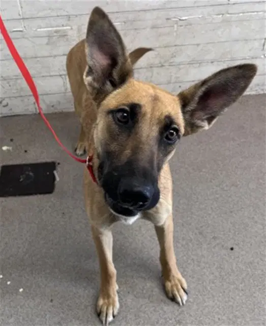 Eileen - German Shepherd Dog