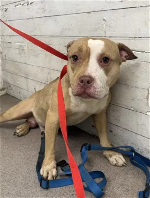 Will - Pit Bull Terrier