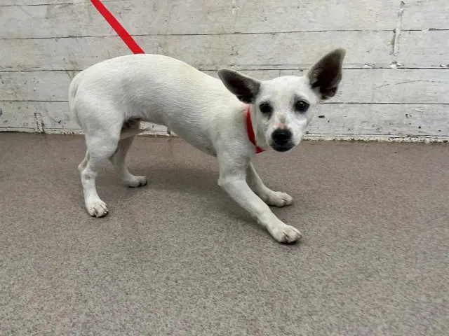 Gertude - Chihuahua