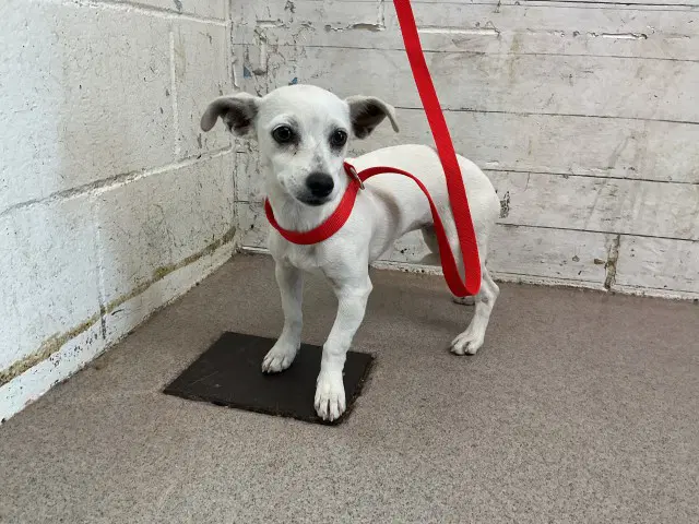 Sophie - Chihuahua
