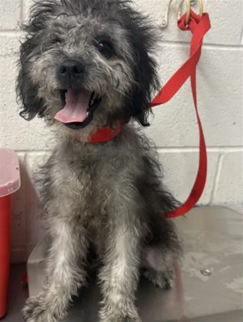 Owen - Terrier