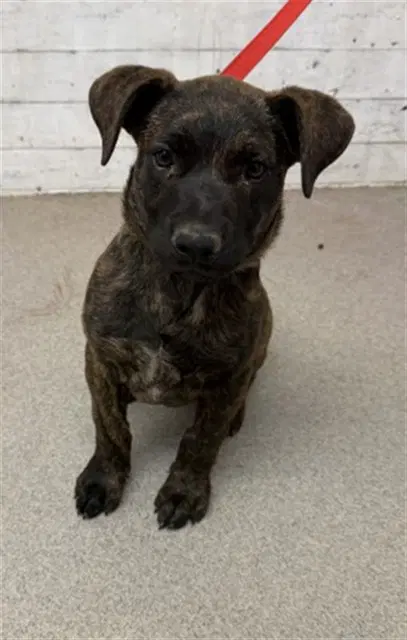 Victor - Pit Bull Terrier