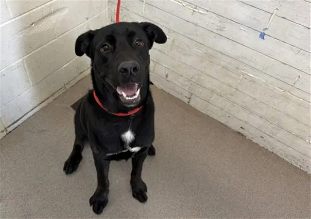 Theodore Rocko - Labrador Retriever