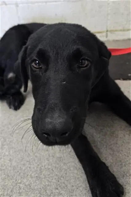 Craig - Labrador Retriever