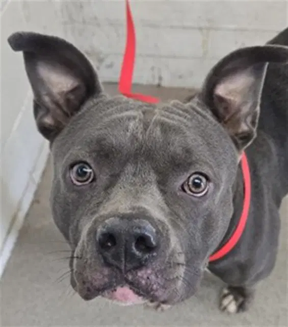 Tito - Pit Bull Terrier