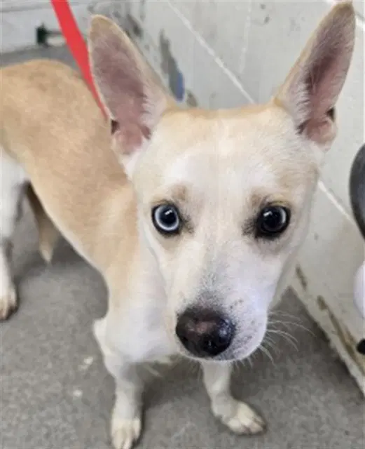 Wallace - Chihuahua