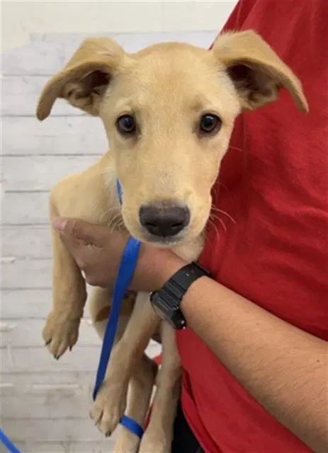 Puck - Labrador Retriever
