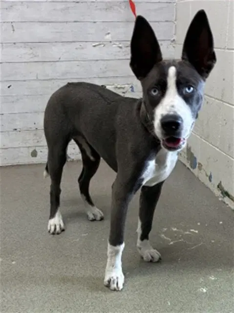Princess - Pit Bull Terrier