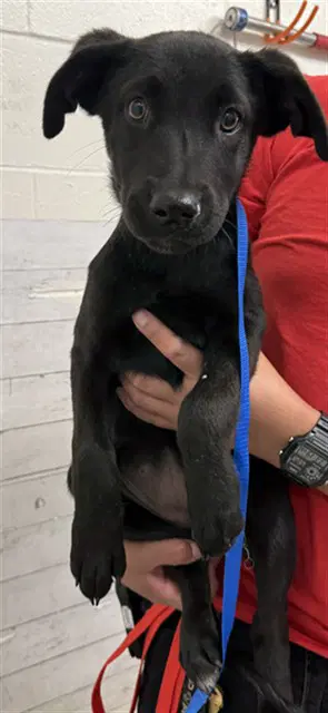 Juliet - Labrador Retriever