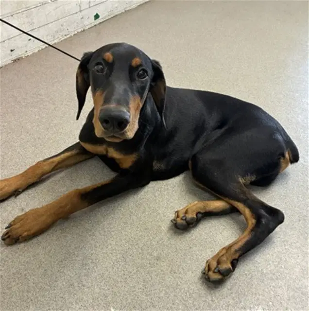 Simba - Doberman Pinscher