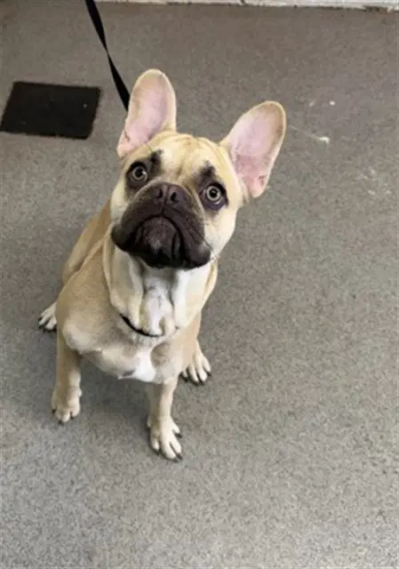 Max - French Bulldog