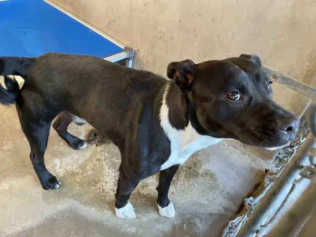 Mitch - Pit Bull Terrier