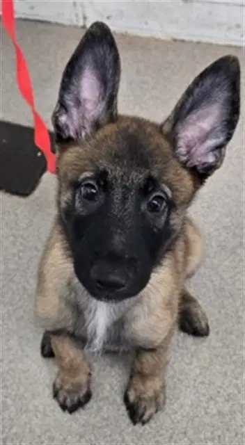 Apollo - German Shepherd Dog