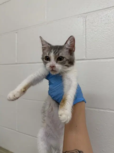 Julie - Domestic Short Hair