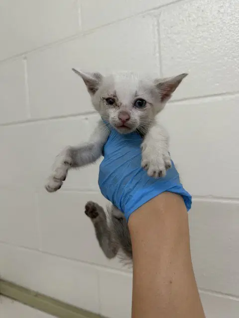 Ollie - Snowshoe
