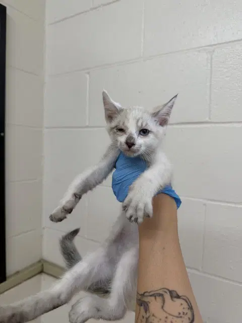 Jet - Snowshoe