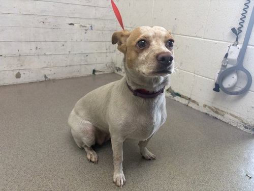 Charlotte, Chihuahua / Mixed (medium coat)