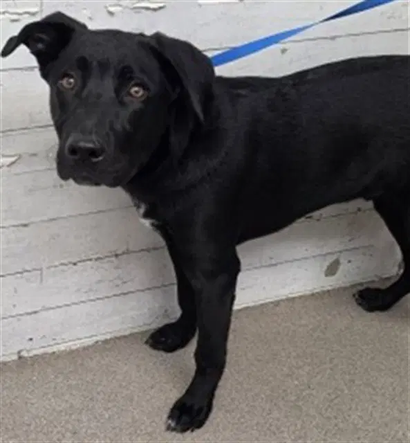 Jim - Labrador Retriever