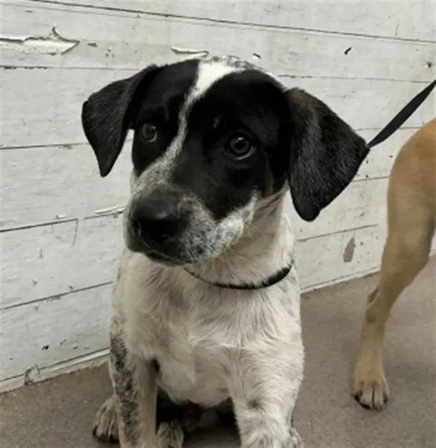 Benny - Australian Cattle Dog/Blue Heeler