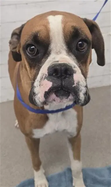 Diego - Boxer