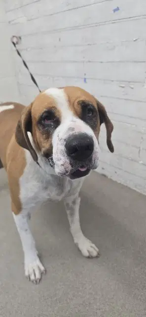 Iris - Boxer