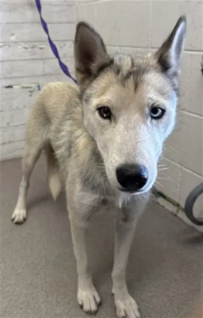 Lilly - Siberian Husky