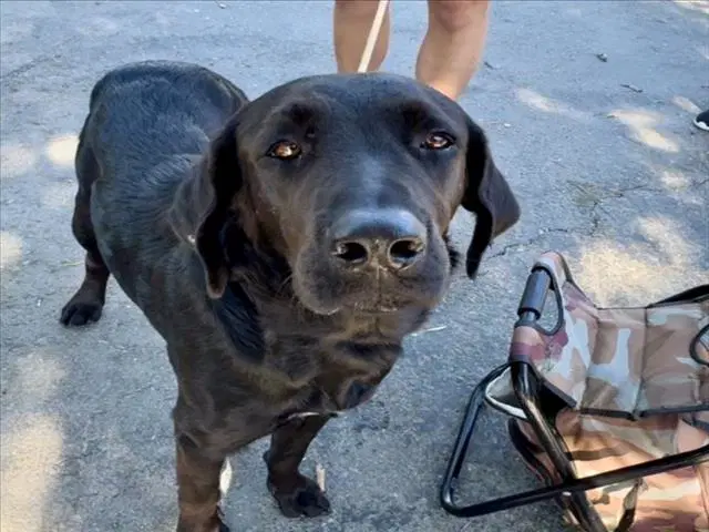 Barley - Labrador Retriever