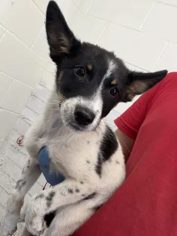 Begonia - Queensland Heeler