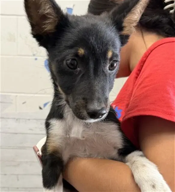 Bread - Queensland Heeler