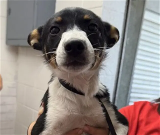 Egg - Queensland Heeler