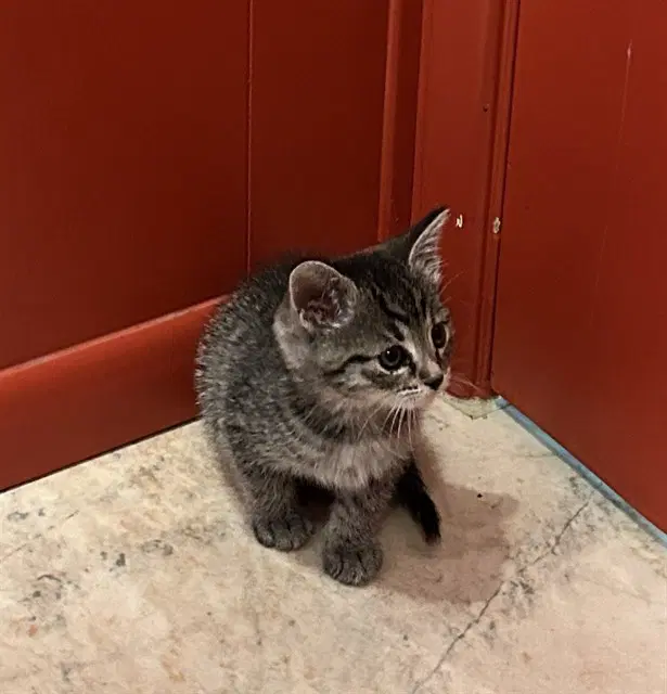 Baby - Domestic Short Hair