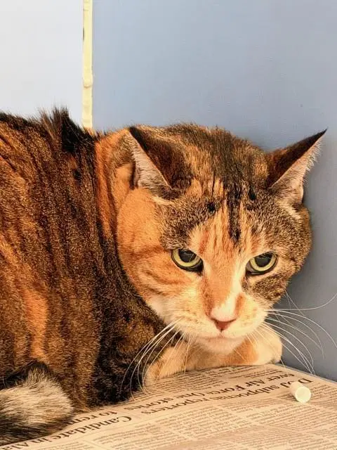 Cleo image 1
