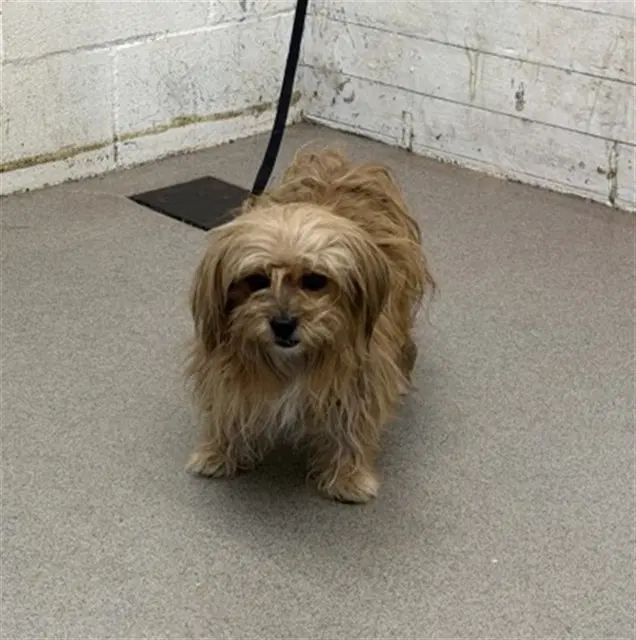 Monty - Terrier