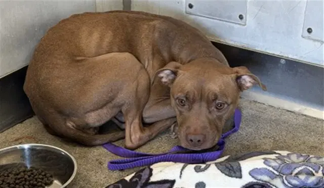 Delilah - Pit Bull Terrier