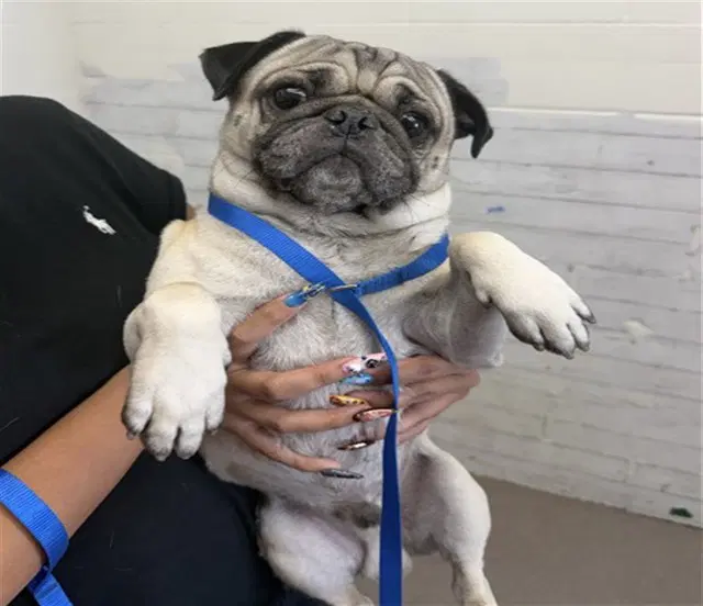 Murphy - Pug