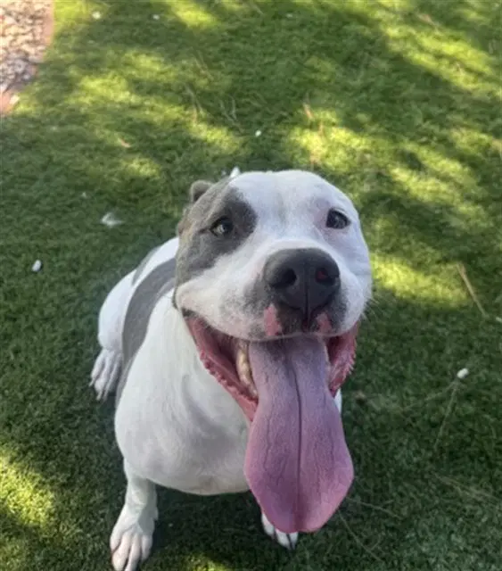 Raider - Pit Bull Terrier