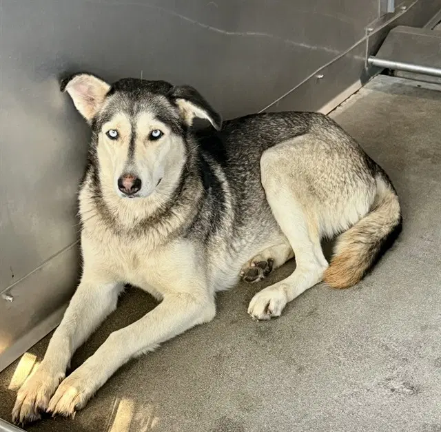 Niki - Siberian Husky