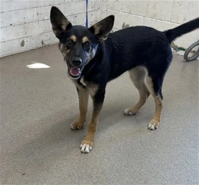 Jane - German Shepherd Dog