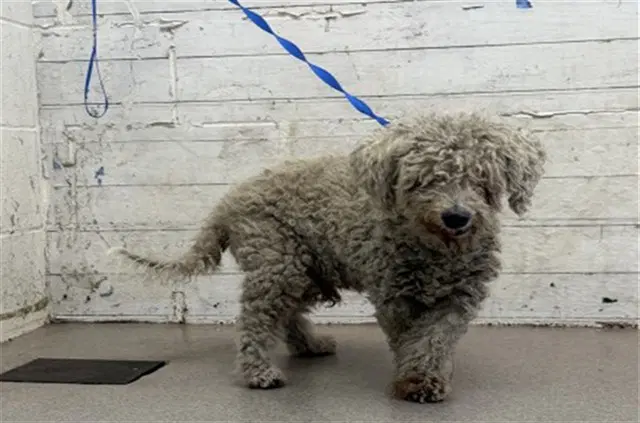 Stanley - Poodle (Miniature)