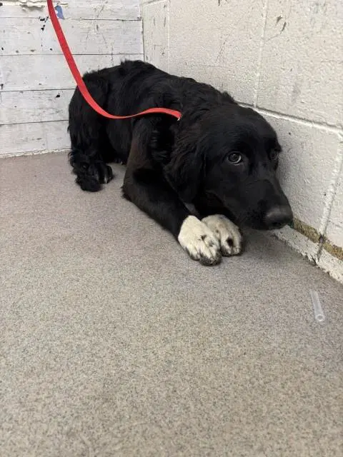Billie Jean - Cocker Spaniel
