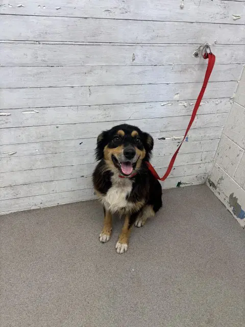 Marshall - Border Collie