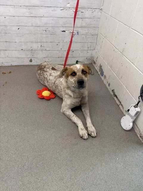 Maxton - Australian Cattle Dog/Blue Heeler