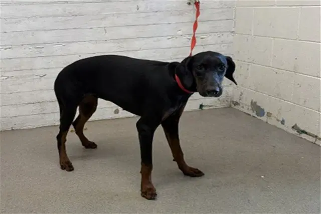 Margot - Doberman Pinscher